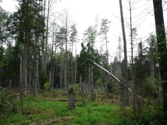 Utbrottet av granbarkborre ökade mängden död ved och öppnade luckor i skogen, vilket är till nytta för till exempel hackspettar och vedinsekter.