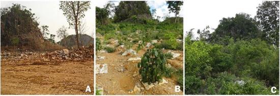 Exempel på framgångsrik trädplantering i Lampangprovinsen i Thailand. Foto: Siam Cement och S. Elliott, Forest Restoration Research Unit, Chiang Mai University.