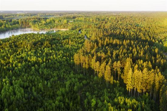 Skogen spelar en allt viktigare roll i det biobaserade samhället