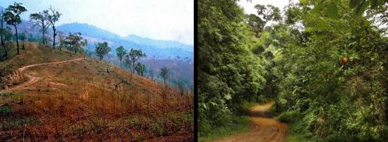 <span><span><span>Notera vägen för jämförelse före och efter ett återplantering av skog i Thailand. Foto: S. Elliott, Forest Restoration Research Unit, Chiang Mai University</span></span></span>