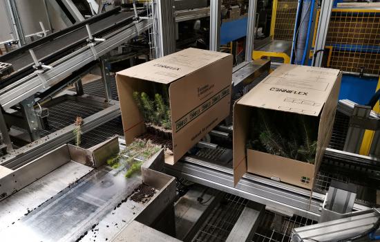 Varje låda rymmer 90 plantor och under 2019 ska närmare 250 000 lådor säljas.