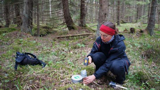 Lokalt kallare platser kan bli viktiga för temperaturkänsliga växter och den biologiska mångfalden i ett förändrat klimat. Caroline Greiser installerar instrumentet som loggar temperatur i skogen.