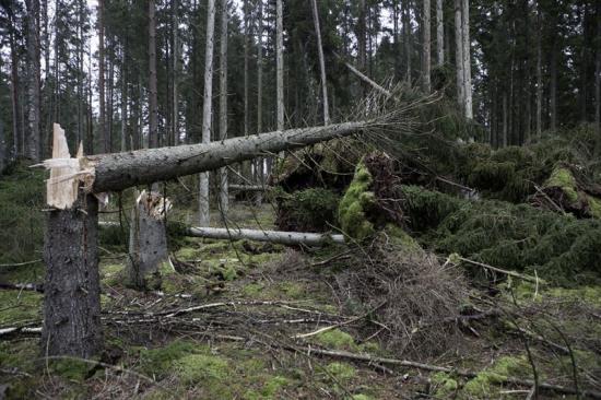 Stormskadad skog blir till nytt virkessortiment.