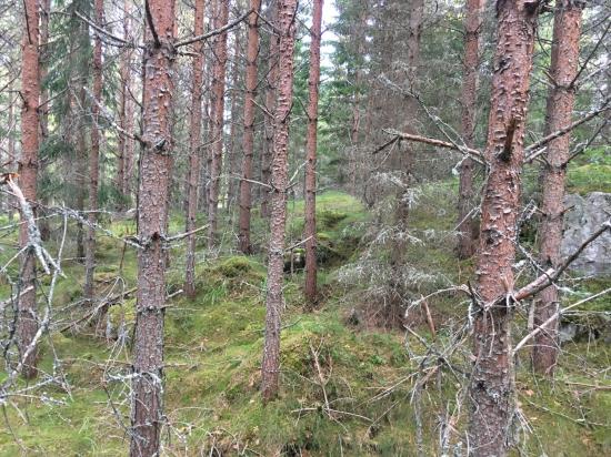 Det 30-åriga skogsbeståndet där Gallringsdagarna 2017 ska hållas på Bergvik Skogs marker är välröjd och har haft en bra dimensionsutveckling.