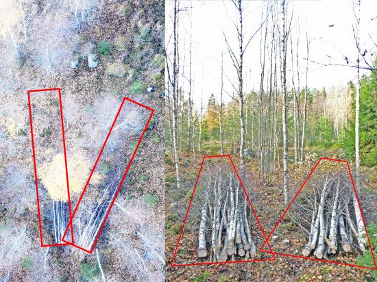 Exempel på korridorer för schablonartad korridorgallring; två korridorer á 2 × 10 m2 utlagda i ett tätt björkbestånd. Vid korridorgallring avverkas träden som står i korridorerna, medan träden utanför korridorerna lämnas att växa vidare.