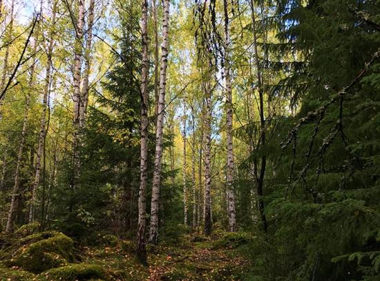 Blandskog.