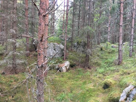 Terrängen för Gallringsdagarna 2017 erbjuder utmaningar med både branta och blockiga partier.