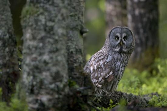 <span>23 organisationer går samman i ett upprop för de statliga skogarna, där de kräver att regeringen ökar miljöambitionerna så att viktiga naturvärden kan skyddas.</span>