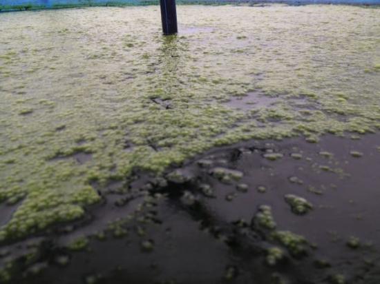 Alggruppen inom RISE har utvecklat en spillvärme- och rökgasbaserad algodlingsmetod som nu testas på Boliden Bergsöes blysmältverk i Landskrona.