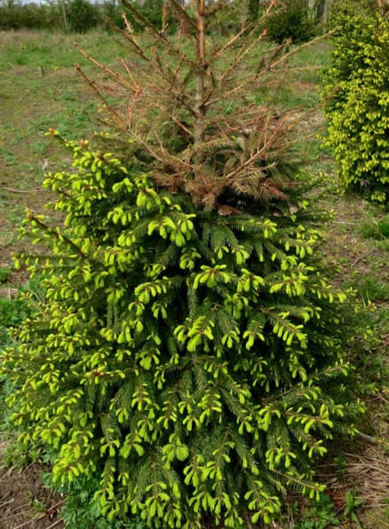 <span>Gran angripen av rödkräfta. <br /></span>