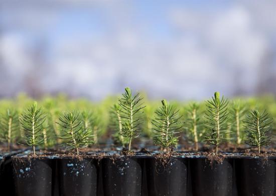Investeringen möjliggör en produktion på tolv miljoner plantor av de drygt 35 miljoner plantor Södra levererar årligen.