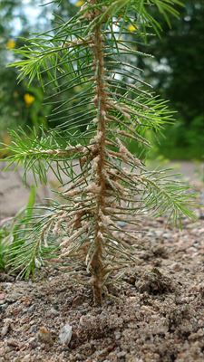Planta skyddad av sand Conniflex.