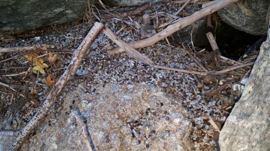 Pellets ansamlade vid Stenungeås mynning ut till Askeröfjorden.