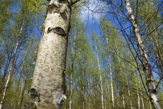 I Lettland är det vanligt att björk odlas för att användas till fanér. I ett av de examensarbeten som Skogssällskapet finansierar genomförs gallringsförsök där man undersöker hur man så snabbt som möjligt kan få fram fanérvirke från björk.