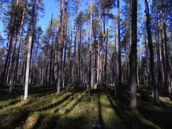 Tallskog.