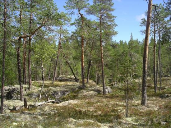Hällmark i Norrbotten.