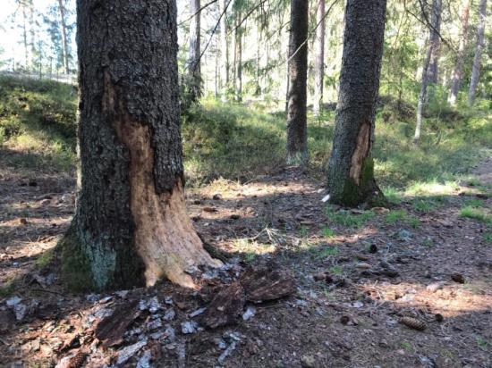 Misstänkt angrepp av granbarkborre.