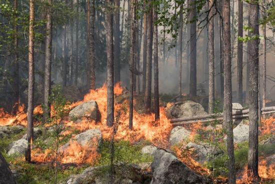 Brinnande tallskog i Ekopark Ejheden.