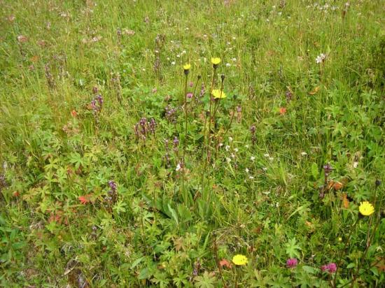 &Auml;ngarnas artrikedom är resultatet av att människan ytterligare förbättrar en redan rik natur.