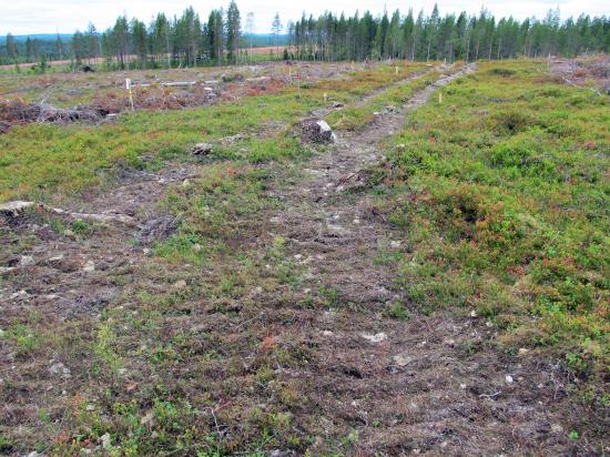 Körspår i en av sluttningarna i Rotflakamyran ca två månader efter körning.