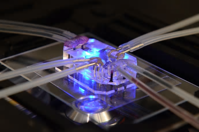 Forskarna har utvecklat en fysisk plattform med kanaler där vätska kan flyta mellan olika chip som funktionellt representerar mänskliga organ. Chipet på bilden härmar lungorna.