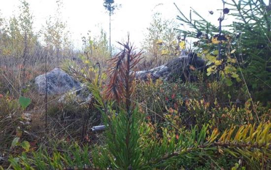 Planta sannolikt drabbad av Diplodia.