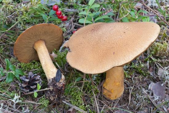 Sandsopp är en populär matsvamp och ett exempel på en vanlig mykorrhizasvamp som återetablerades i ny skog på hyggen som avverkats och med tiden blev lika vanlig som i gamla skogar.