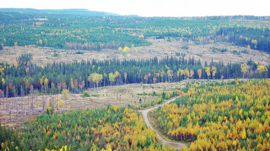Forskare vid SLU har utarbetat en metod för strategisk planering av skogsmark för att effektivisera naturvård och produktion, i kombination med nya ekonomiska och juridska styrmedel.