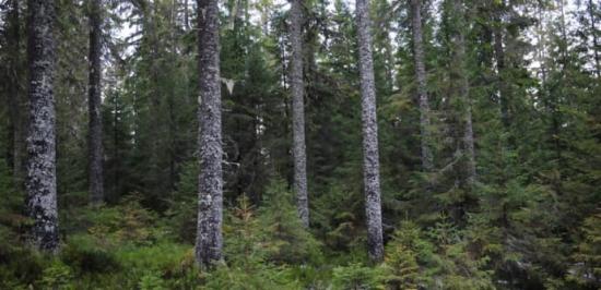 I dag saknas det metoder för att mäta sig till överblick i fullskiktad granskog. Lars Lundqvist råd är därför att istället välja träd utifrån andra kriterier än tillväxten.