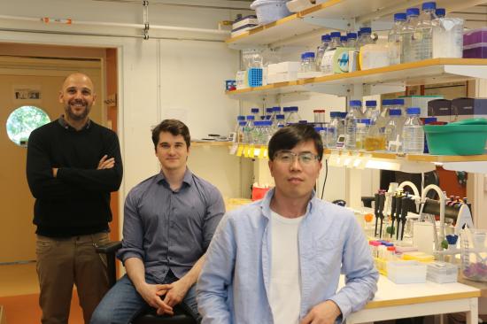 Forskarna bakom studien: Ignacio Mir-Sanchis, Gianluca Debiasi-Anders och Cuncun Qiao vid Institutionen för medicinsk kemi och biofysk.