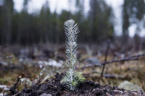 Viltbehandlad granplanta belagd med Södras mekaniska skydd Cambiguard.